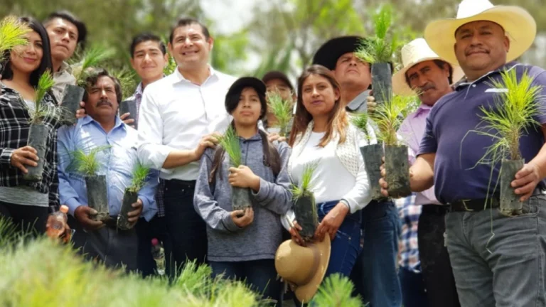Reforestación